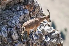 Yaban keçilerini katledenlere 1,9 milyon TL ceza