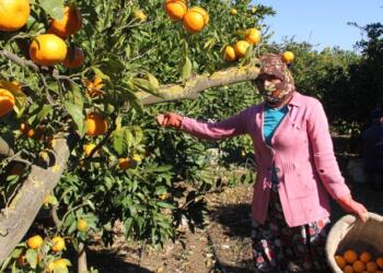 Düşük yevmiye, cinsiyet eşitsizliği, çocuk işçilik: Çözüm kooperatif