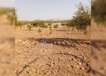 Türkiye Kobanê’de çiftçilere ateş açtı