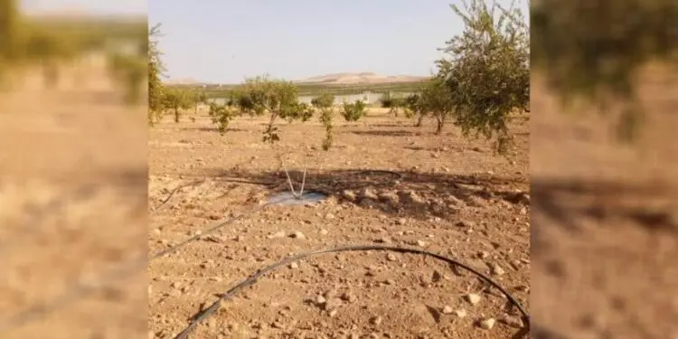 Türkiye Kobanê’de çiftçilere ateş açtı