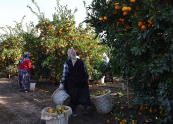 Tarım işçisi kadınlar: Tarladan eve bitmeyen mesai