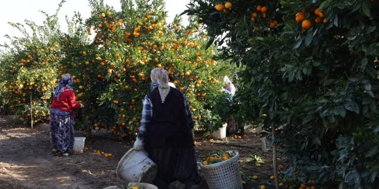 Tarım işçisi kadınlar: Tarladan eve bitmeyen mesai