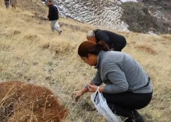 Wan ve Mêrdîn’de 60 bin meşe palamudu toprakla buluşturuldu
