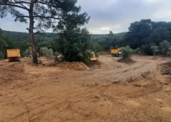 Yeni madenler için yasa: Bir milyon zeytin ağacı taşınmak isteniyor