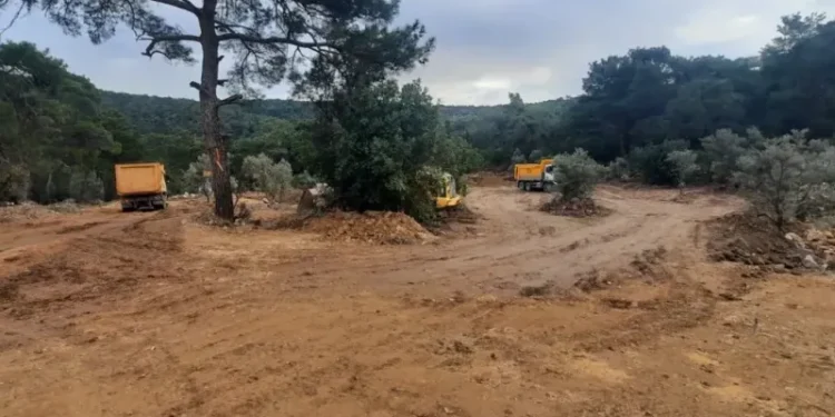 Yeni madenler için yasa: Bir milyon zeytin ağacı taşınmak isteniyor