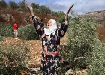 Efrin’de çeteler bir yurttaşın zeytinyağı tenekelerini gasp etti