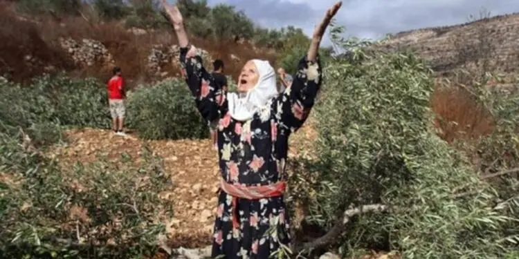 Efrin’de çeteler bir yurttaşın zeytinyağı tenekelerini gasp etti