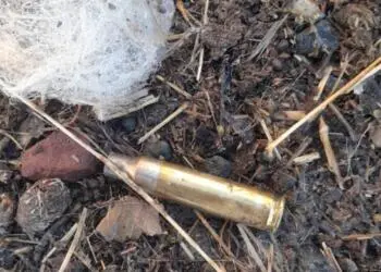 Agirî’de ev baskını: Polis, 5 yavrusu olan köpeği kurşunlayarak öldürdü