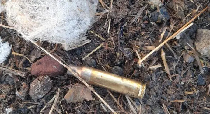 Agirî’de ev baskını: Polis, 5 yavrusu olan köpeği kurşunlayarak öldürdü