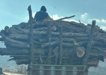 Besta’daki ağaç kıyımı devam ediyor