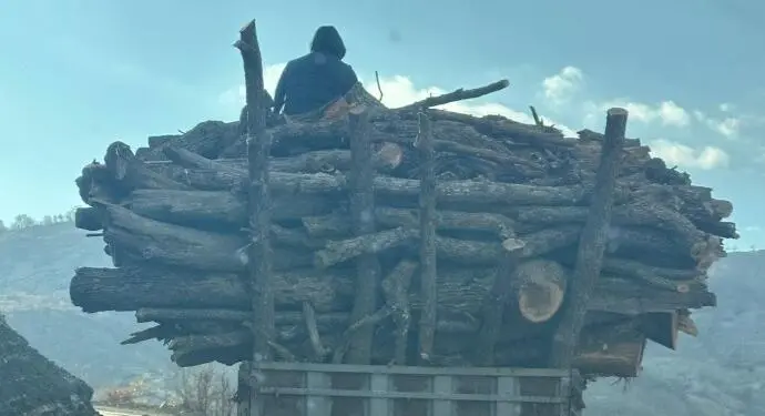 Besta’daki ağaç kıyımı devam ediyor