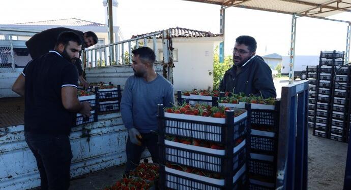 Çiftçiler tepkili: Çilek ithal ediliyor, çiftçi üretimden koparılıyor