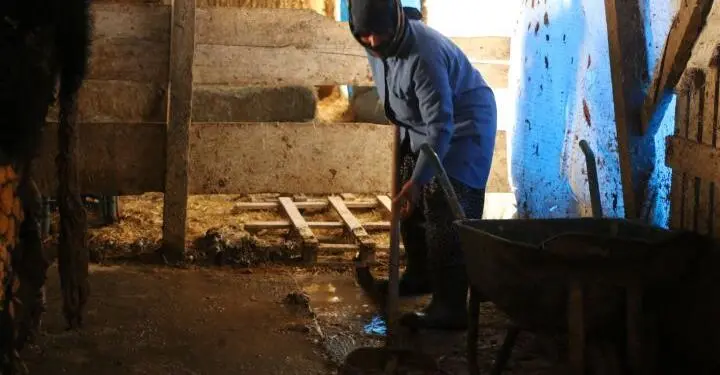 On yıldır hayvancılık yapıyor: Emeğimizin karşılığını alamıyoruz