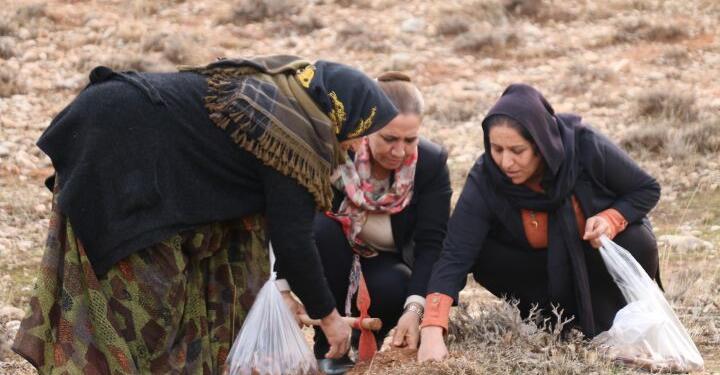 Botanlı kadınlar: Eko-kırıma karşı doğamızı savunmaya devam edeceğiz