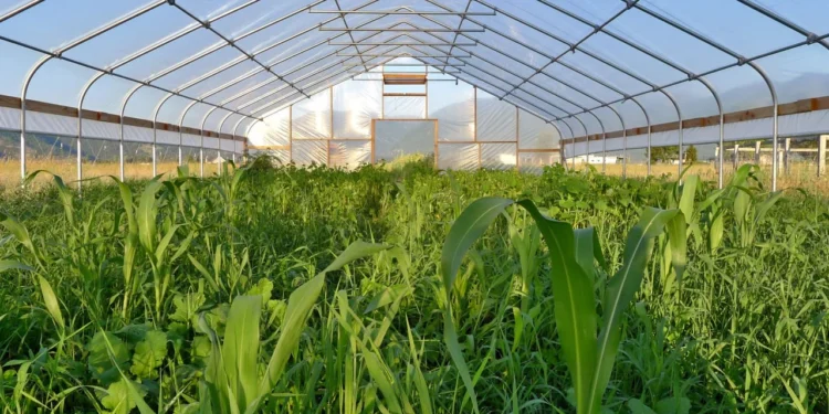 Seralarda çalışan kadınlar yoksulluğa mahkum ediliyor