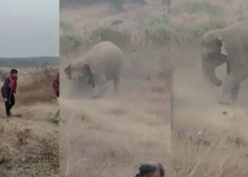 Hindistan’da fil sürüsü köyleri bastı: 4 Ölü