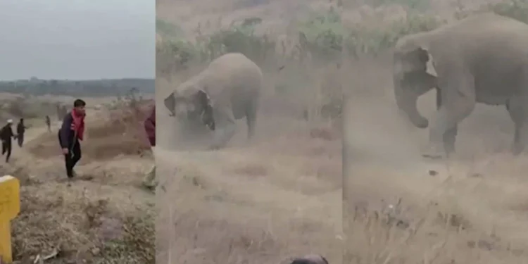 Hindistan’da fil sürüsü köyleri bastı: 4 Ölü