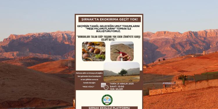 Cûdî Dağı eteklerine 50 bin palamut ekilecek